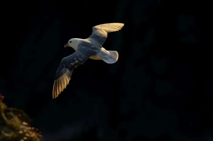 Framed Print : northern fulmar fulmar fulmarus glacialis flight Framed Print : northern fulmar fulmar fulmarus glacialis flight