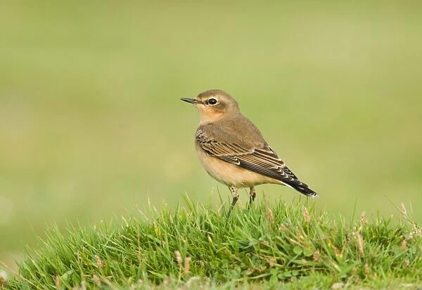 Northern (Greenland) Wheatear Oenanthe oenanthe migrant in winter plumage Salthouse