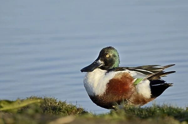 Northern Shoveler Anas clypeata male Cley Norfolk May