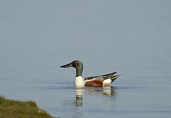 Northern Shoveler Anas clypeata male Cley Norfolk May