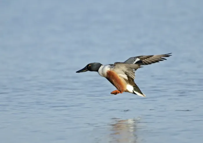 Framed Print : Northern Shoveler Anas clypeata male Cley Norfolk May Framed Print : Northern Shoveler Anas clypeata male Cley Norfolk May