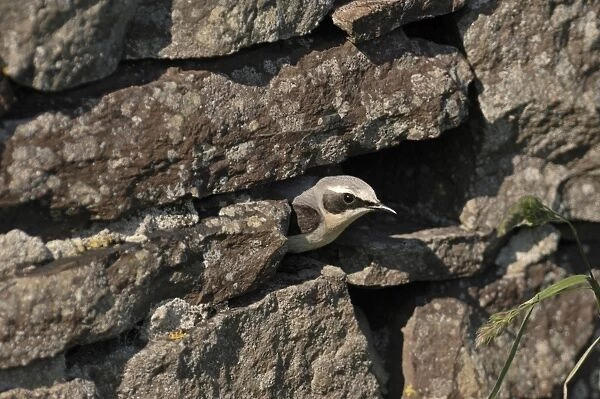 Northern Wheatear, Oenanthe oenanthe male coming out of nest Shetland June