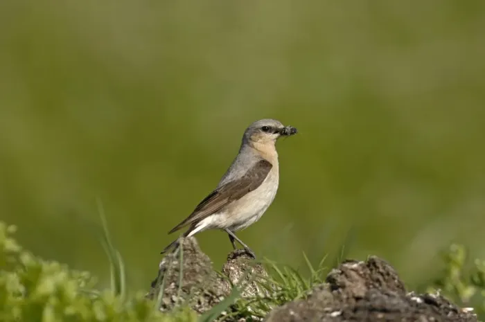 Framed Print : Northern Wheatear, Oenanthe oenanthe Shetland June Framed Print : Northern Wheatear, Oenanthe oenanthe Shetland June