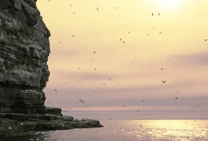 Framed Print : The Noup of Noss, seabird cliffs (mainly Gannets in pic) Shetland spring Framed Print : The Noup of Noss, seabird cliffs (mainly Gannets in pic) Shetland spring