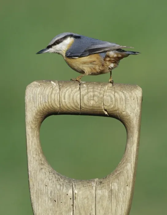 Framed Print : Nuthatch Sitta europaea on garden fork handle Kent UK winter Framed Print : Nuthatch Sitta europaea on garden fork handle Kent UK winter