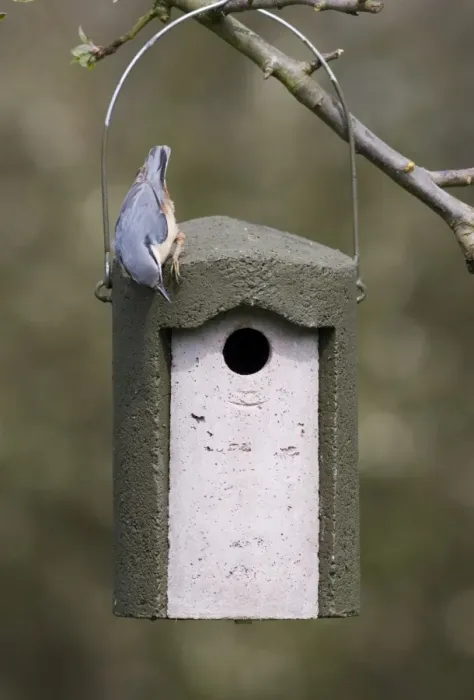 Framed Print : Nuthatch Sitta europaea inspecting tit nest box Kent spring