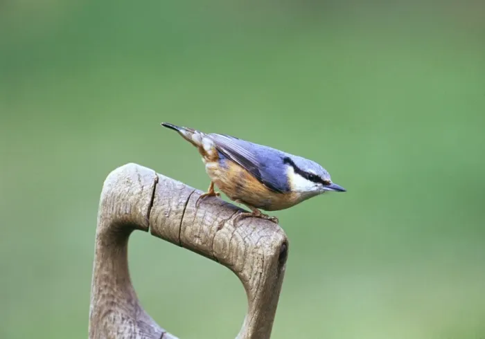Framed Print : Nuthatch, sitta europea, on garden fork handle, Kent, UK Framed Print : Nuthatch, sitta europea, on garden fork handle, Kent, UK