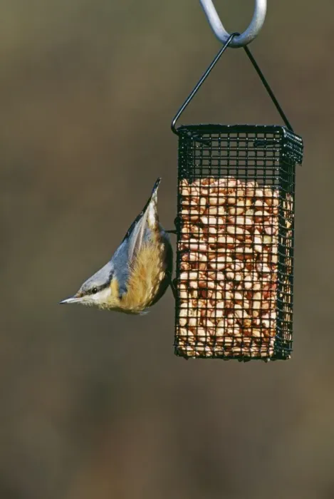 Framed Print : Nuthatch, Sitta europea, on garden nut feeder, Kent, UK, winter Framed Print : Nuthatch, Sitta europea, on garden nut feeder, Kent, UK, winter