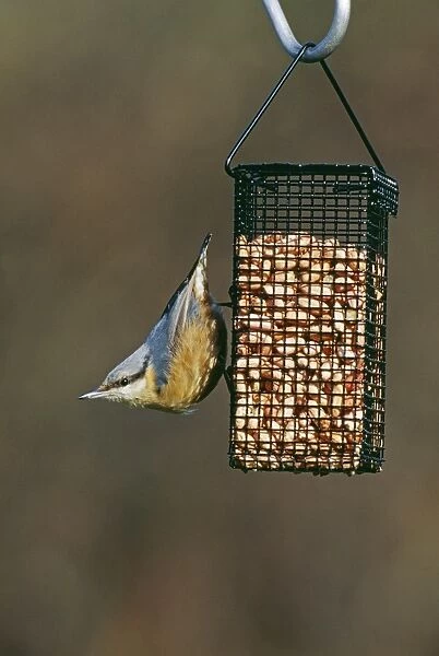 Nuthatch, Sitta europea, on garden nut feeder, Kent, UK, winter