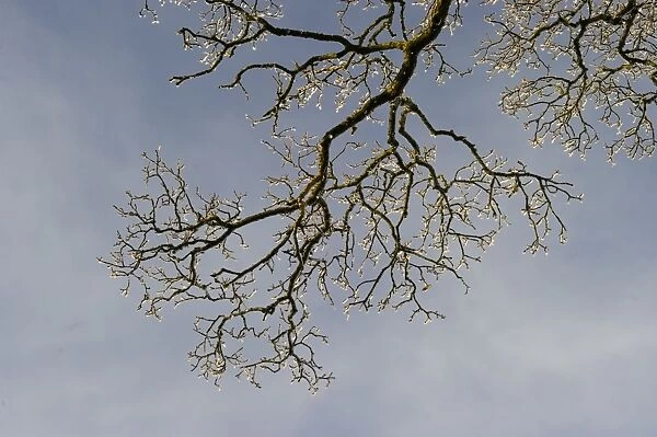 Oak tree covered in hoar frost Dumfries Scotland winter