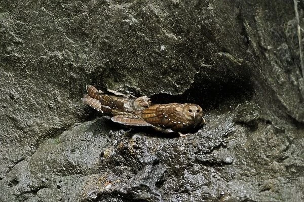 Oilbird Steatornis caripensis Ecuador