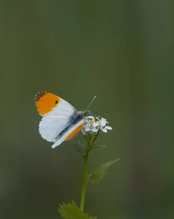 Framed Print : Orange Tip Butterfly Ferry Wood Norfolk Framed Print : Orange Tip Butterfly Ferry Wood Norfolk