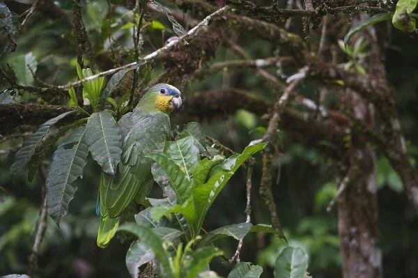 Orange-winged Parrot Amazona amazonica River Amazon Peru