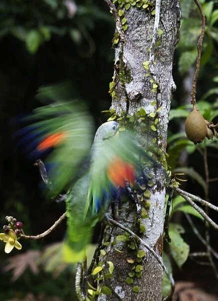 Orange-winged Parrot Amazona amazonica River Amazon Peru
