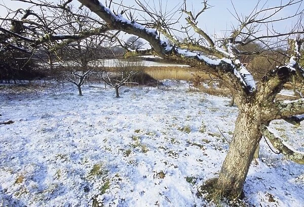 Orchard in winter Kent