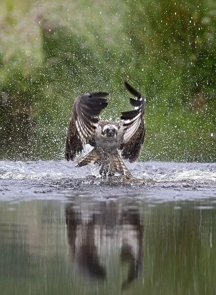 Osprey Pandion Haliaeetus emerging from loch with no fish Scottish Highlands July