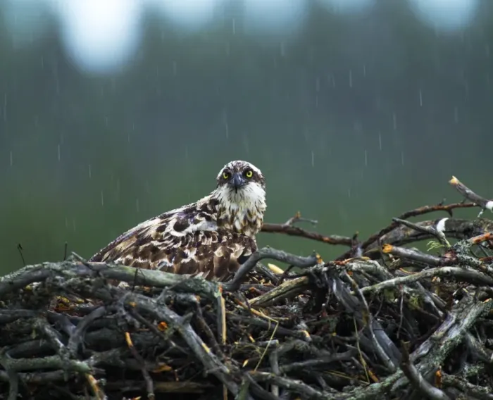 Framed Print : Osprey, Pandion haliaeetus, female brooding young on nest in heavy rain, Finland, July Framed Print : Osprey, Pandion haliaeetus, female brooding young on nest in heavy rain, Finland, July
