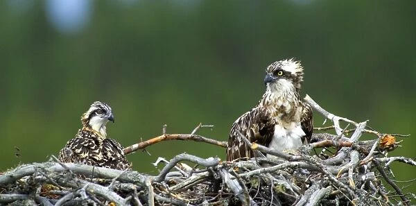 Osprey, Pandion haliaeetus, female and chick in nest, Finland, July