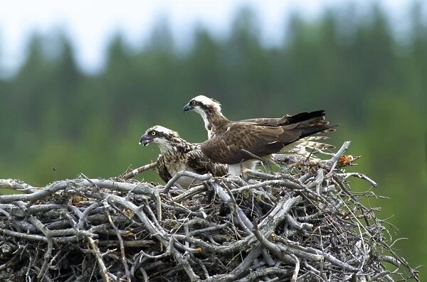 Osprey, Pandion haliaeetus, male and female at nest, Finland, July