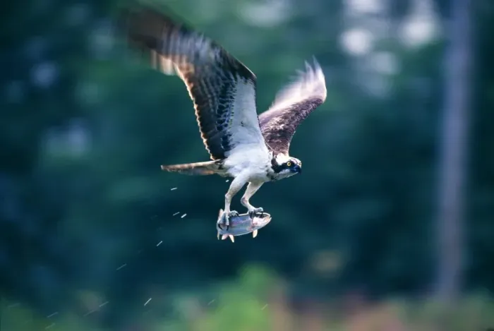 Framed Print : Osprey, Pandion haliaeetus, with a trout, Speyside, Scotland, summer Framed Print : Osprey, Pandion haliaeetus, with a trout, Speyside, Scotland, summer