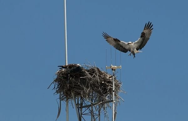Osprey Pandion haliaetus bringng fish to nest on radio mast Florida Everglades