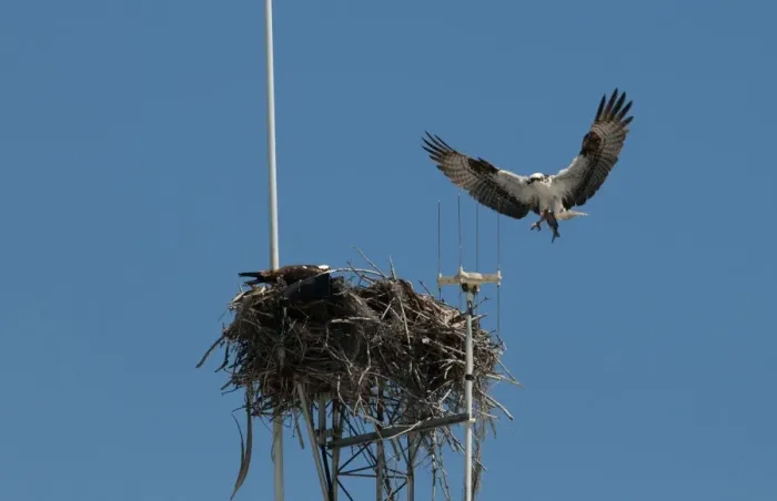 Framed Print : Osprey Pandion haliaetus bringng fish to nest on radio mast Florida Everglades Framed Print : Osprey Pandion haliaetus bringng fish to nest on radio mast Florida Everglades