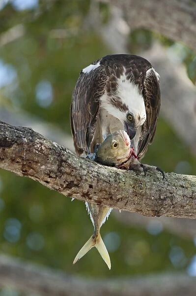 Osprey Pandion haliaetus eating fish Florida Everglades
