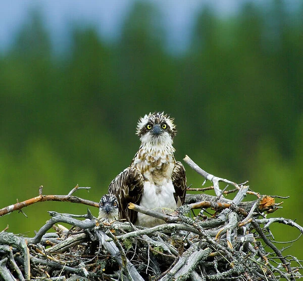 Osprey Pandion haliaetus female with chick in nest Finland July