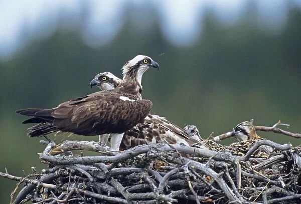 Osprey Pandion haliaetus pair with chicks in nest Finland