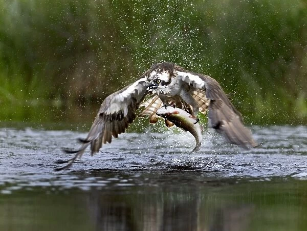 Osprey Pandion haliaetus with trout Rothiemurchus fish farm Speyside Scotland July