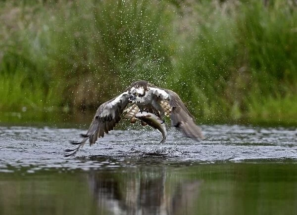 Osprey Pandion haliatus fishing Inverdruie Fish Farm Speyside Scotland July