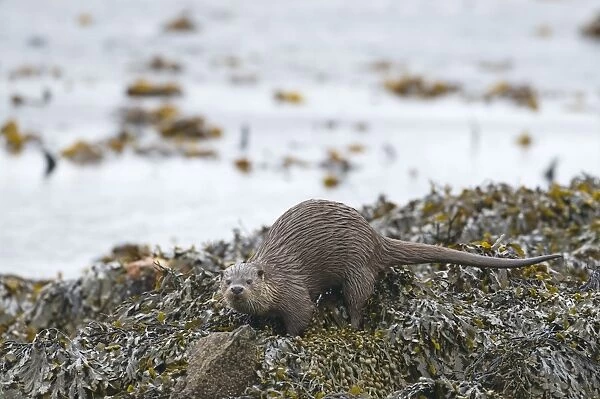 Otter Lutra lutra depositing a scat on shore Shetland April