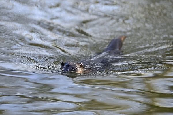 Otter Lutra lutra on River Thet Norfolk