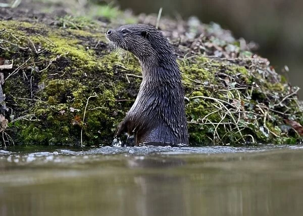 Otter Lutra lutra on River Thet Thetford Norfolk