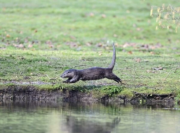 Otter Lutra lutra running along riverbank Thetford Norfolk