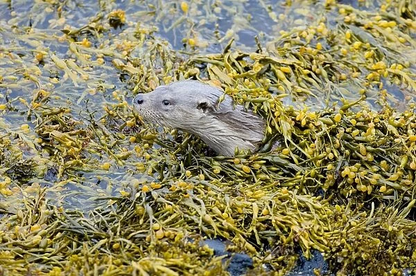 Otter Lutra lutra Shetland June