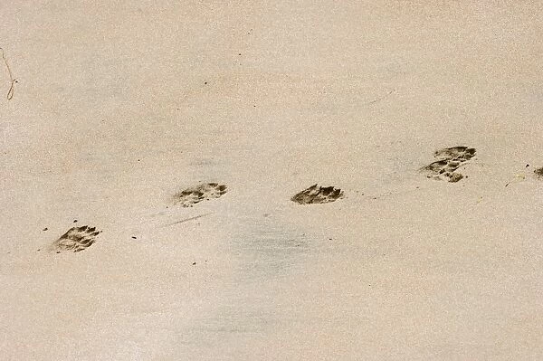 Otter Lutra lutra tracks across sandy beach Shetland summer