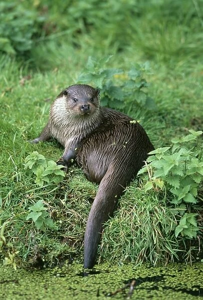 Otter, Lutra lutra, UK, summer (C)