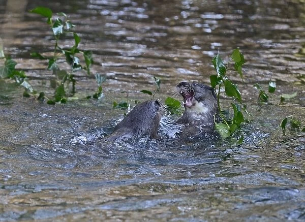 Otters Lutra lutra well grown cubs play fighting on River Thet Thetford Norfolk