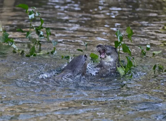 Framed Print : Otters Lutra lutra well grown cubs play fighting on River Thet Thetford Norfolk Framed Print : Otters Lutra lutra well grown cubs play fighting on River Thet Thetford Norfolk