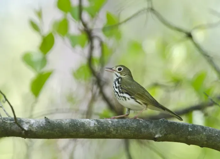 Framed Print : Ovenbird Seiurus aurocapilla Cape May New Jersey USA May Framed Print : Ovenbird Seiurus aurocapilla Cape May New Jersey USA May