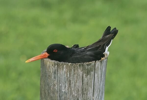 Oystercatcher Haematopus ostralegus nesting in top of hollowed out fence post Shetland