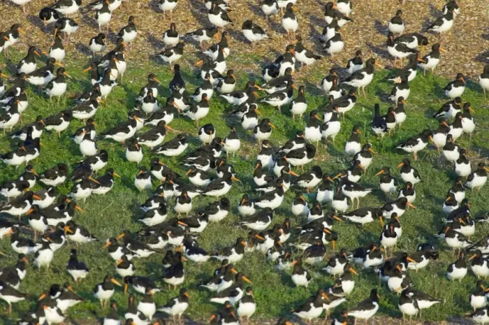 Framed Print : Oystercatcher Haematopus ostralegus roosting on gravel pit at Snettisham RSPB Reserve Framed Print : Oystercatcher Haematopus ostralegus roosting on gravel pit at Snettisham RSPB Reserve