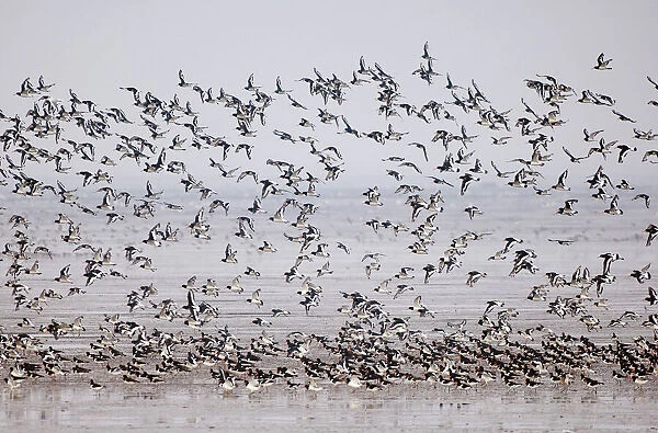 Oystercatchers Haematopus ostralegus flock on mudflats of The Wash off Snettisham