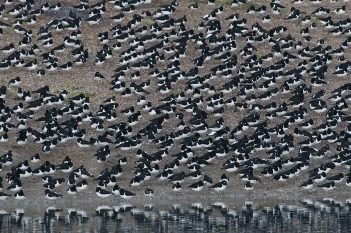 Framed Print : Oystercatchers Haematopus ostralegus at high tide roost Snettisham Norfolk winter Framed Print : Oystercatchers Haematopus ostralegus at high tide roost Snettisham Norfolk winter