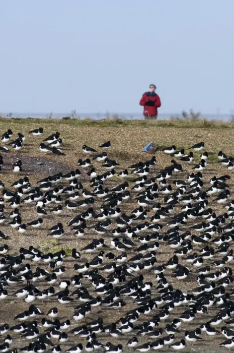 Framed Print : Oystercatchers Haematopus ostralegus roosting with birdwatcher behind Snettisham