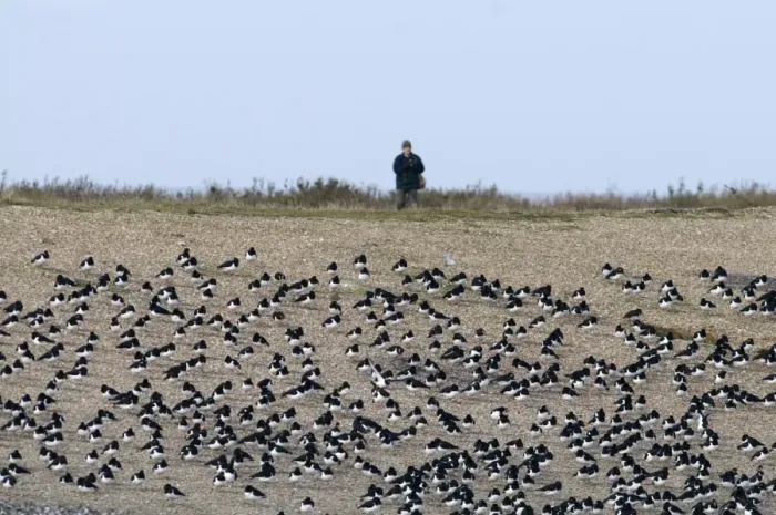Framed Print : Oystercatchers Haematopus ostralegus roosting with birdwatcher behind Snettisham