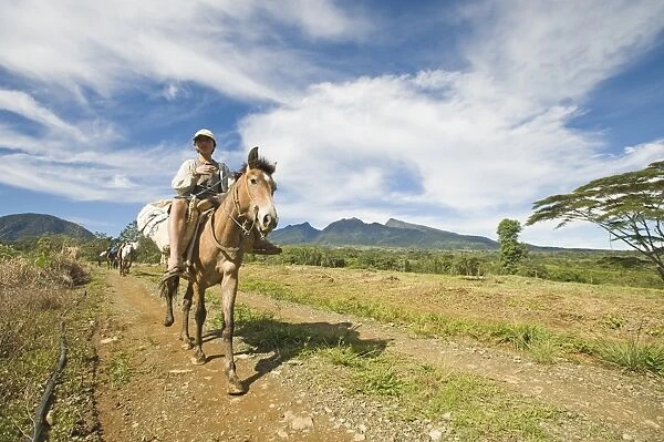Pack horses descending Mt Kitanglad on Mindanao Philippines