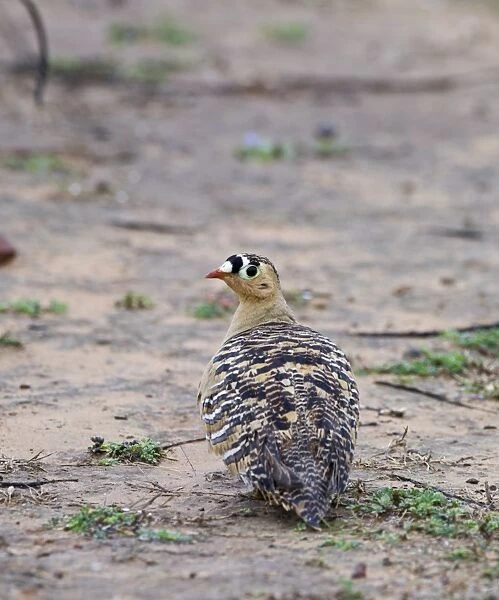 Painted sandgrouse (pterocles indicus) Ranthambore India