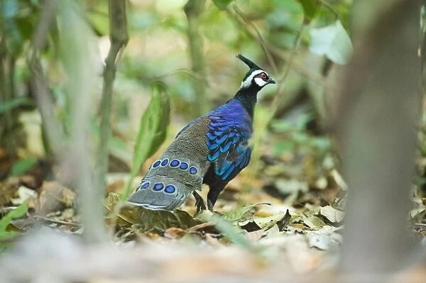Palawan Peacock-Pheasant Ployplectron napoleonis Puerto Princesa Palawan Philippines